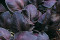 Basilikum rød (Basil Genovese)