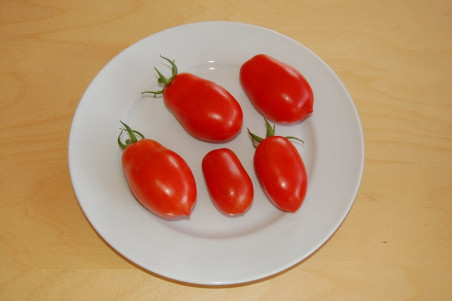 Tomat Quadro (Lycopersicon lycopersicum) Tomat Quadro (Lycopersicon lycopersicum)