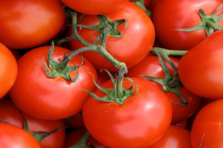 Tomat Matina (Lycopersicon lycopersicum)