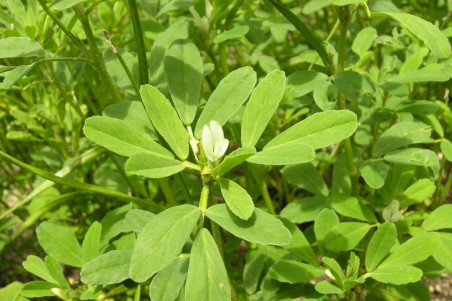 Bukkehorn Fenugreek (Trigonella foenum-graecum)
