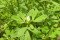 Bukkehorn Fenugreek (Trigonella foenum-graecum)