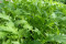 Mibuna Japanese Greens (Brassica rapa var. Japonica)