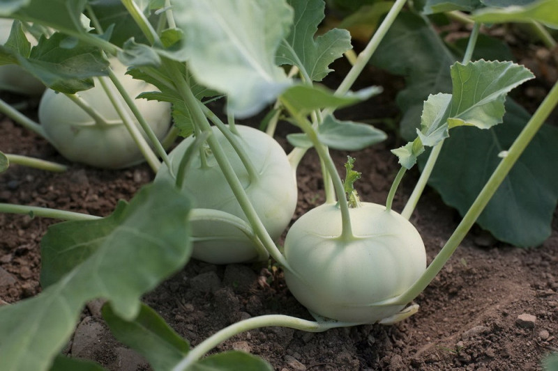 Glaskål Noriko (Brassica oleracea Gongylodes)