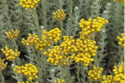 Karry plante (Helichrysum italicum)