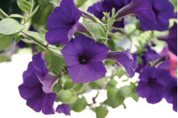 Petunia F1 Grandi Blue (Petunia Grandiflora)