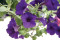 Petunia F1 Grandi Blue (Petunia Grandiflora)