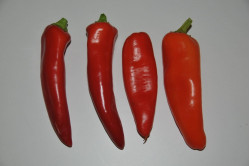 Chili Hungarian Hot Wax (Capsicum annuum)