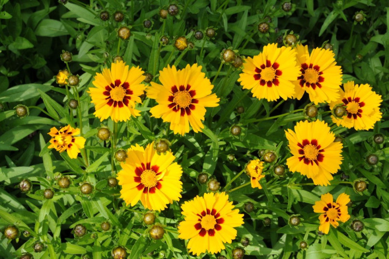 Skønhedsøje Baby Sun (Coreopsis grandiflora)