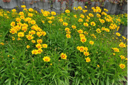 Skønhedsøje Baby Sun (Coreopsis grandiflora)