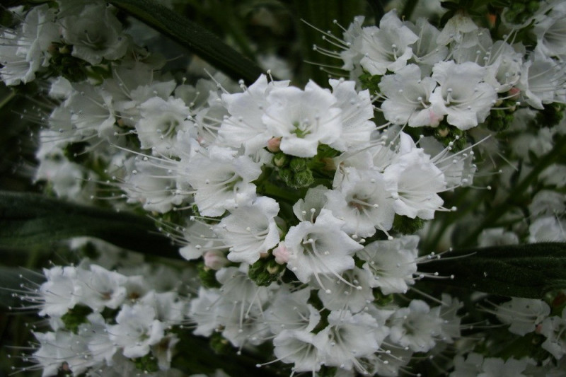 Slangehovedet White Bedder (Echium vulgare)