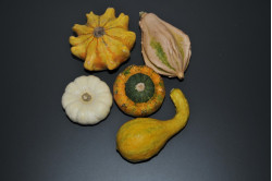 Pyntegræskar (Cucurbita pepo)