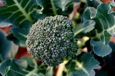 Broccoli Calinaro