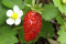 Skovjordbær Alexandria (Fragaria vesca)