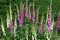 Fingerbøl Excelsior bl. farver (Digitalis mertonensis)