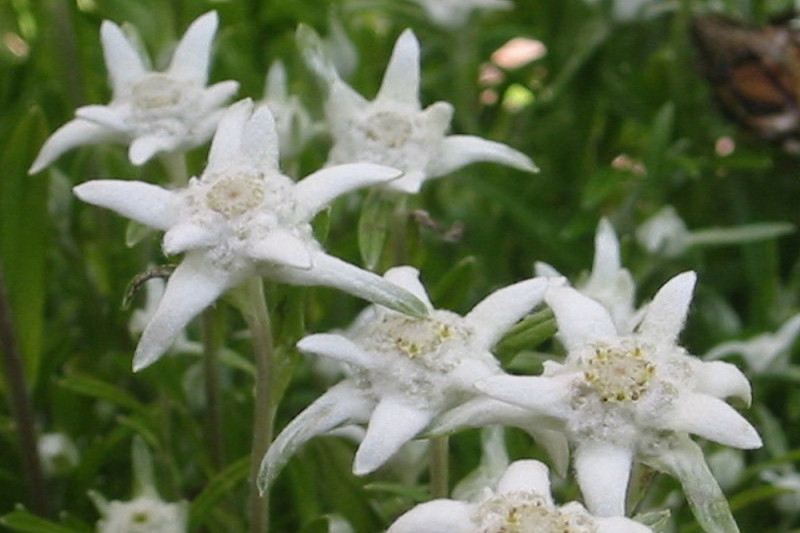 Edelweiss (Leontopodium alpinum)