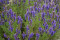 Ægte Isop Caeruleus Nectar Blue (Hyssopus officinalis)