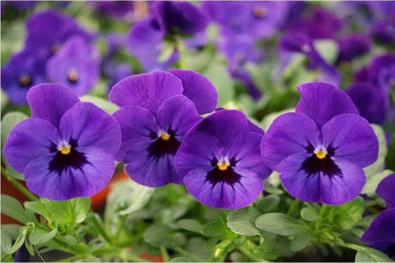 Hornviol Admiration (Viola cornuta)