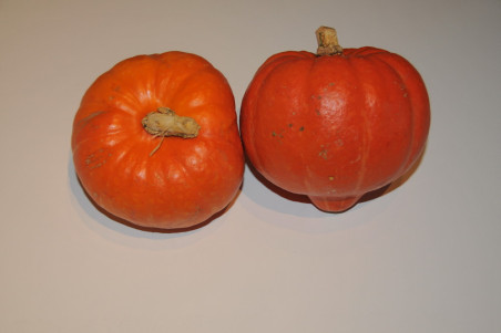 Hokkaido græskar (Cucurbita maxima)