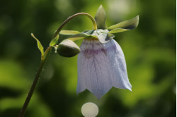 Snerleklokke soft blue (Codonopsis clematidea)