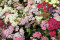 Røllike Colorado - blandede farver (chillea millefolium)