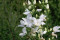 Pyramideklokke - hvid (Campanula pyramidalis)