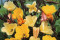 Natlys odorata 'Sulphurea' - gule blomster (Oenothera odorata)