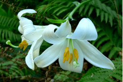 Lilje philippinense Lily (Lilium)