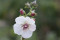 Kongelys White Blush (Verbascum)