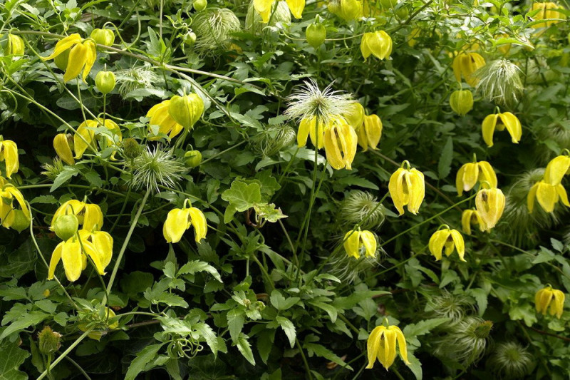 Guldklematis (Clematis tangutica)
