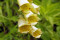 Fingerbøl Yellow Foxglove (Digitalis mertonensis)