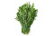 Rucola salat (Eruca sativa)