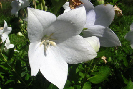 Ballonklokke - hvid (Platycodon Grandiflora)