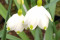 Dorathealilje (Leucojum vernum)