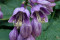 Hosta Plantain Lily  (Hosta ventricosa)