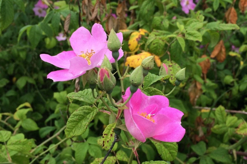 Soløjetræ Tauric Rock Rose (Cistus incanus ssp. tauricus)