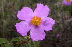 Soløjetræ Tauric Rock Rose (Cistus incanus ssp. tauricus)