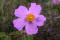 Soløjetræ Tauric Rock Rose (Cistus incanus ssp. tauricus)