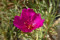 Lærkeurt  Purple Moon, Ruby Tuesday (Calandrinia umbellata)