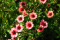 Potentilla 'Miss Willmott' (Potentilla nepalensis)
