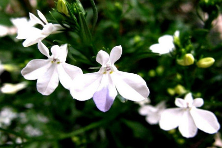 Lobelia Cascade White (Lobelia erinus pendula)