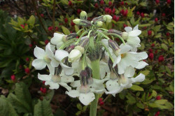 Primula Chionantha (Primula denticulata)