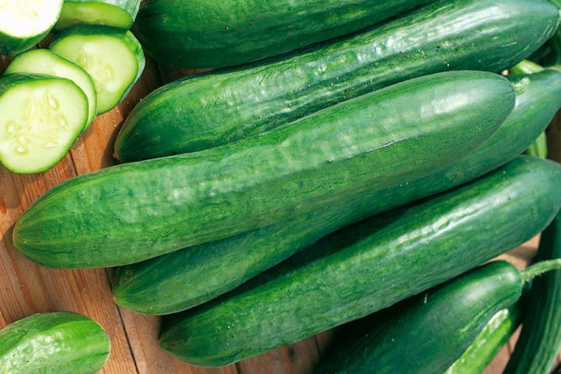 Agurk Gergana (Cucumis sativus)