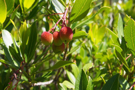 Jordbærtræ (Arbutus unedo)