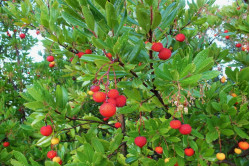 Jordbærtræ (Arbutus unedo)