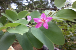 Hongkong Orkidetræ (Bauhinia variegata)