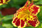 Tiger Monkey Flower (Mimulus tigrinu)