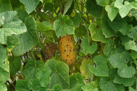 Kiwano, Horned Melon (Cucumis Metuliferus)