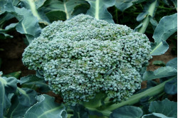 Broccoli Rasmus (Broccoli...