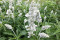 Salvia Superba Victoria White (Salvia farinacea)