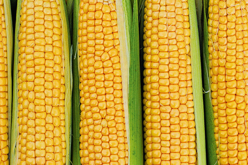 Sukkermajs Demaun (Zea mays)